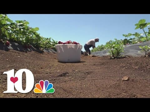 Strawberry season is ripe for the picking!
