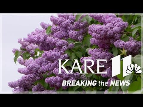 Farmer welcomes public to 'lilac labyrinth' Memorial Day weekend