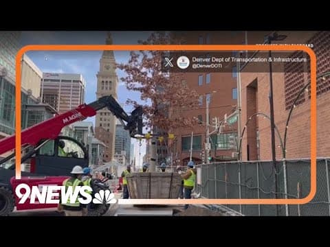 Urban tree canopy installation begins on 16th Street Mall