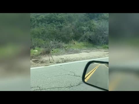 Experts weigh in on video of mountain lion attacking a deer