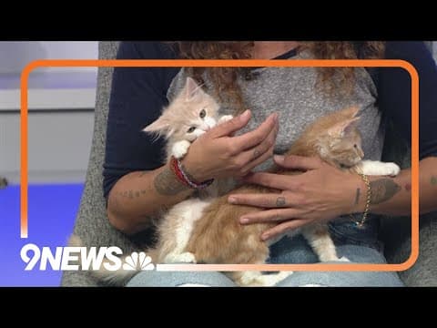Petline9: These adorable kittens need a forever home