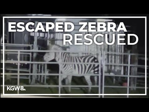 Missing zebra found safe in Washington