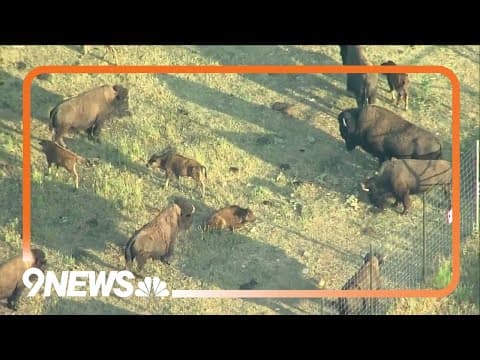Bison herd near Denver