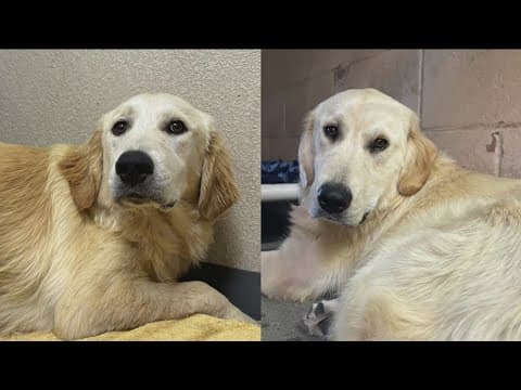 Humane Society: Golden retrievers abandoned, possibly abused