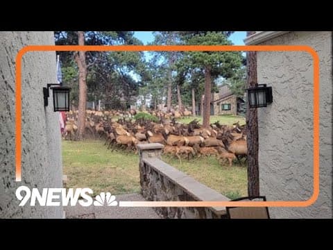 Huge elk herd moves through Genesee homeowner's yard