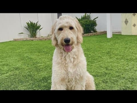 'Goldendoodle, Canela, stolen in Chula Vista' | How to protect your dog from thief's