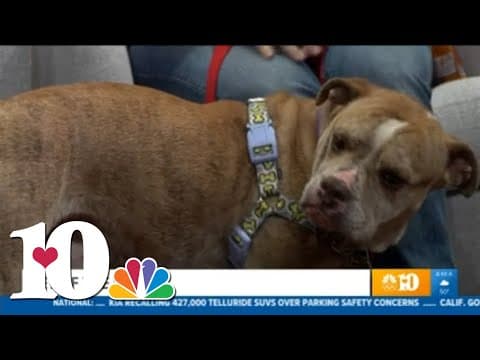 Meet our Pet of the Week: Capone