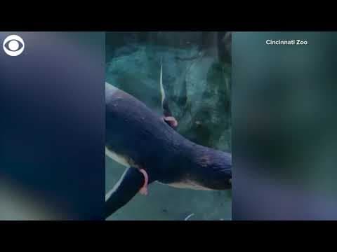Penguin chicks explore their new habitat at Cincinnati Zoo