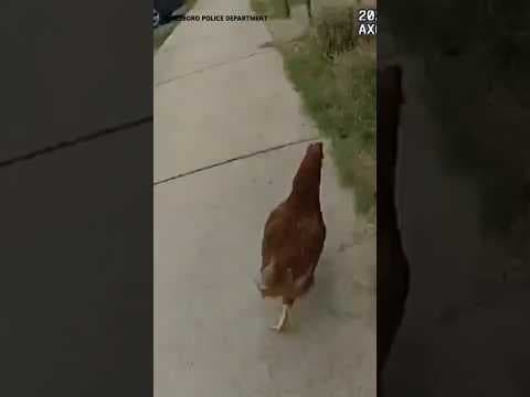 CHICKEN RUN: Police in Arkansas chase down fugitive fowl