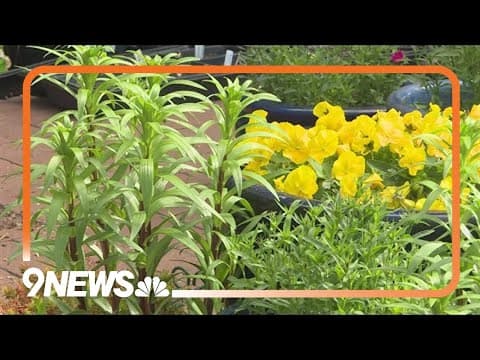Take your time transplanting greenhouse plants to your outdoor garden