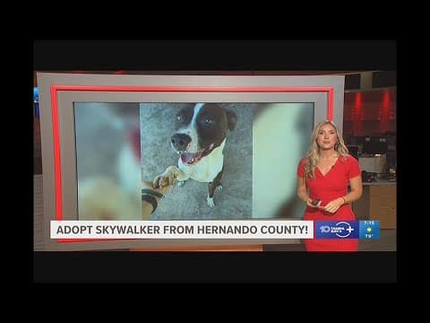 Hernando County pup, Skywalker, looking for fur-ever home