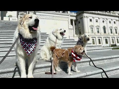 Therapy dogs for government workers on Capitol Hill