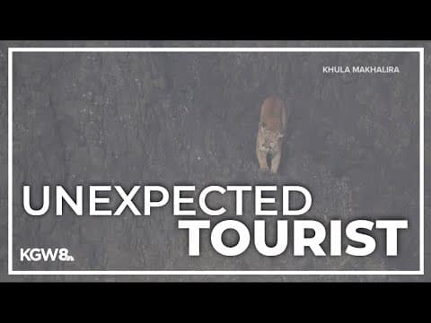 Haystack Rock area reopens after cougar departs from Oregon coast landmark