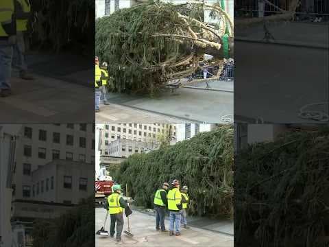 Rockefeller Christmas Tree Arrives in NYC