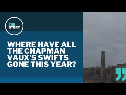 Vaux's swifts seem to be shunning the Chapman Elementary chimney this year