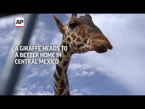 Benito the giraffe starts his long journey to a better home in central Mexico