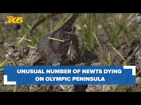 Unusual number of newts dying on Olympic Peninsula, researchers say