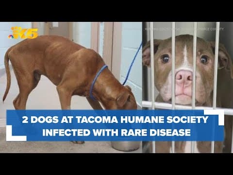2 dogs at Tacoma Humane Society infected with rare, deadly disease