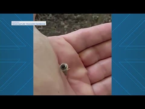 What exactly is this dangling mystery creature?