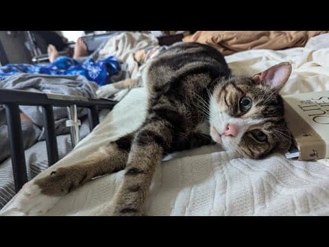 Pets of the Week: 7-27-2024