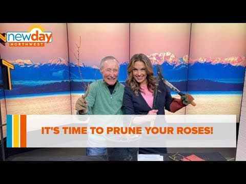 Beware of thorns! It's time to prune your roses! - New Day NW