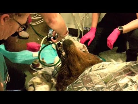 Bear gets dental appointment at Minnesota zoo in first-of-its-kind procedure