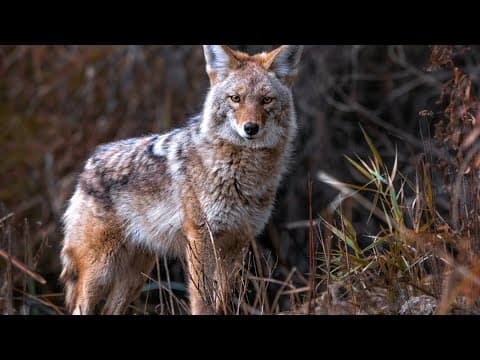 'She was bleeding profusely' | Rabid coyote attacks 2 women in Maryland