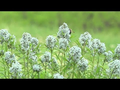 Here's how you can help pollinators and native species