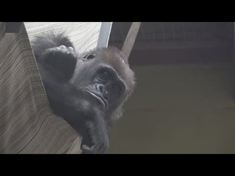 A gorilla love story at Zoo Knoxville