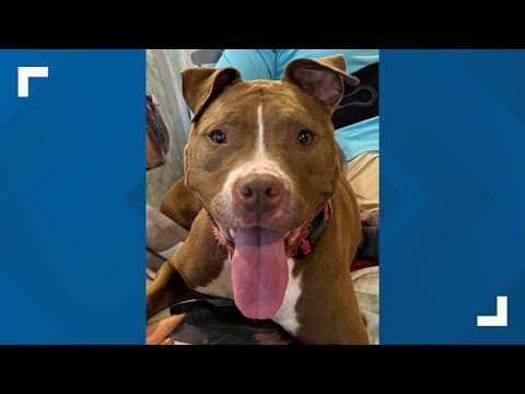 Pets of the Week: 9-6-2025