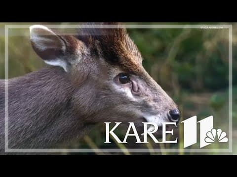 Tufted deer debuting in new Minnesota Zoo exhibit