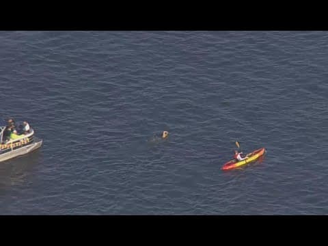 WATCH LIVE: Woman swimming from Sandy Point to Baltimore's Inner Harbor