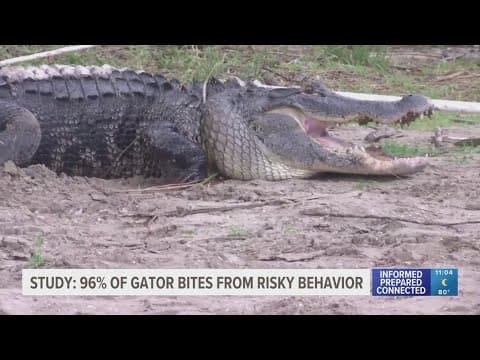 Alligator attack in Florida: Study says 96% of gator bites stem from risky behavior