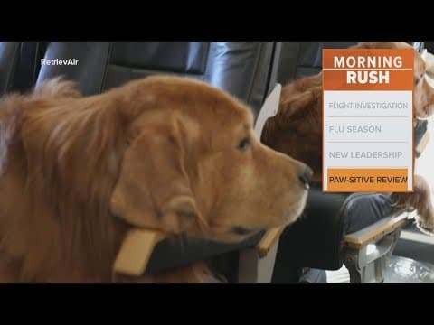 A new airline allows you to travel with your pets