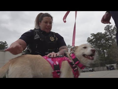 Therapy dog 'Luna' is the first therapy K9 at St. Tammany Parish Sheriff's Office