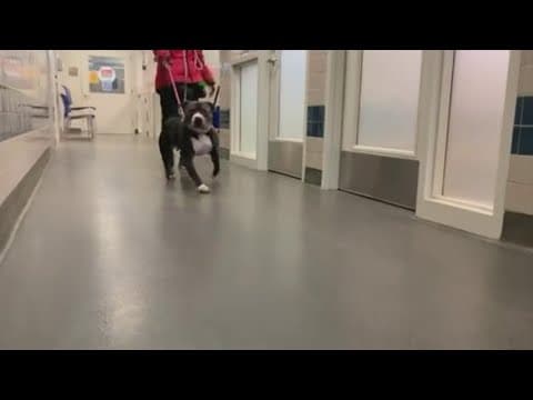 Franklin County Dog Shelter sees 30% success rate from holiday sleepover adoption program