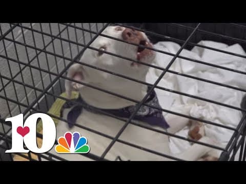 Sevier County Animal Shelter considering euthanasia