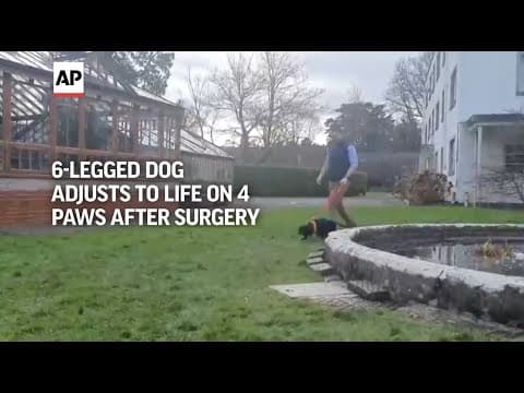 6-legged dog adjusts to life on 4 paws after surgery