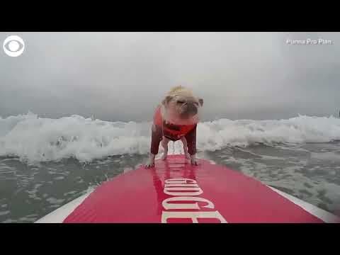 Dogs catch waves in California surf competition