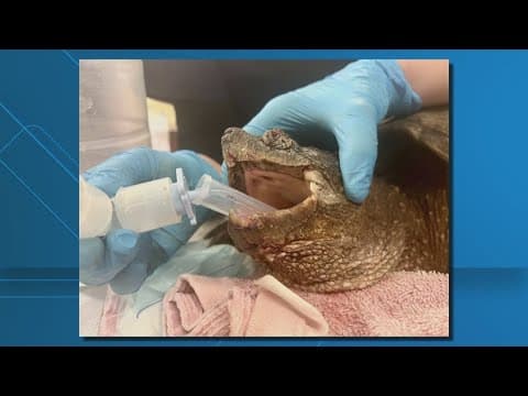 Turtle suffering major injuries after being hit by vehicle in Stafford County