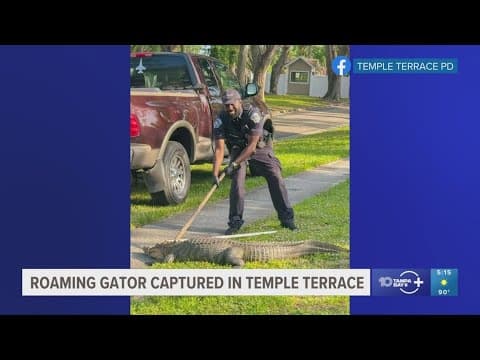 Roaming alligator caught in Temple Terrace