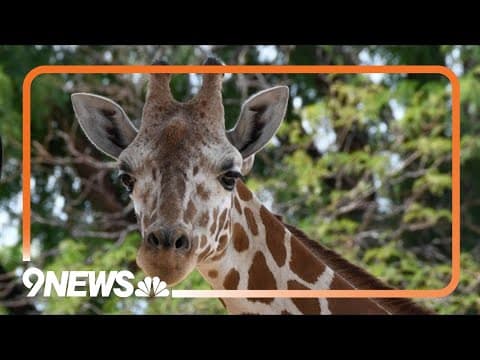 Baby animal alert! Denver Zoo giraffe is expecting