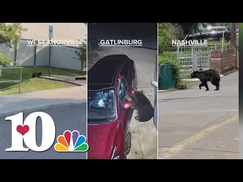 More and more bear sightings this summer, here's what you should do if you see one