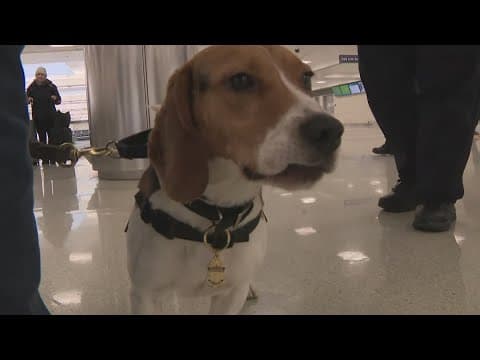 Behind the scenes with the US Customs officers who blocked 2 invasive species at Dulles