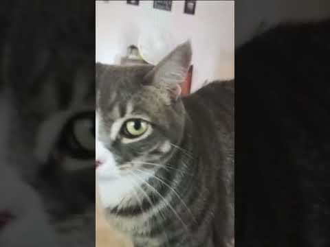 A man who plead guilty to torturing and killing ten cats will be sentenced March 1. #animals #pets