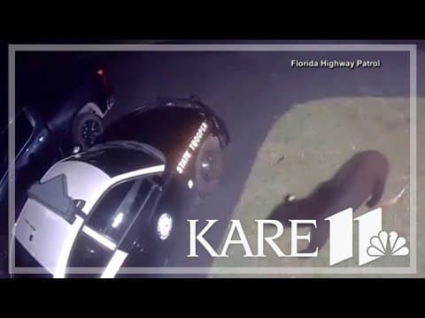 Caught on camera: Black bear tries breaking into an FL patrol cruiser