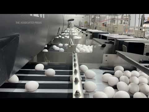 Bird flu devastates farms in California's 'Egg Basket'