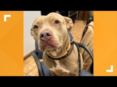 Pets of the Week: 2-3-2024