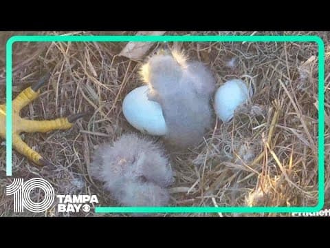 EAGLE CAM: 2 newly-hatched eaglets receive care
