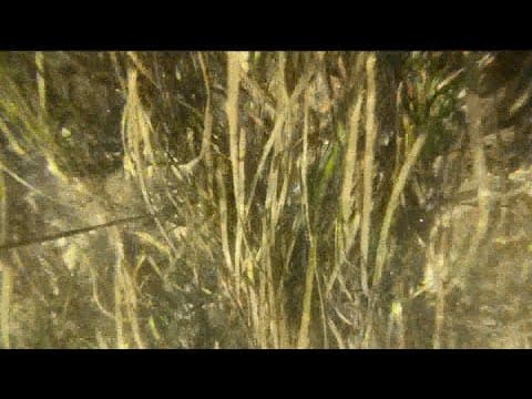 Inside the next phase of research into benefits of eelgrass in San Diego Bay